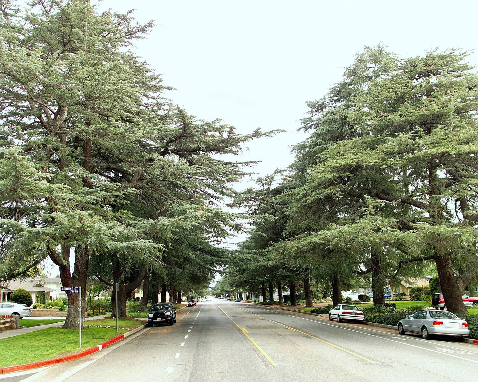 Cedrus deodara along White Oak Ave at Tribune St in Granada Hills 2014, Los Angeles