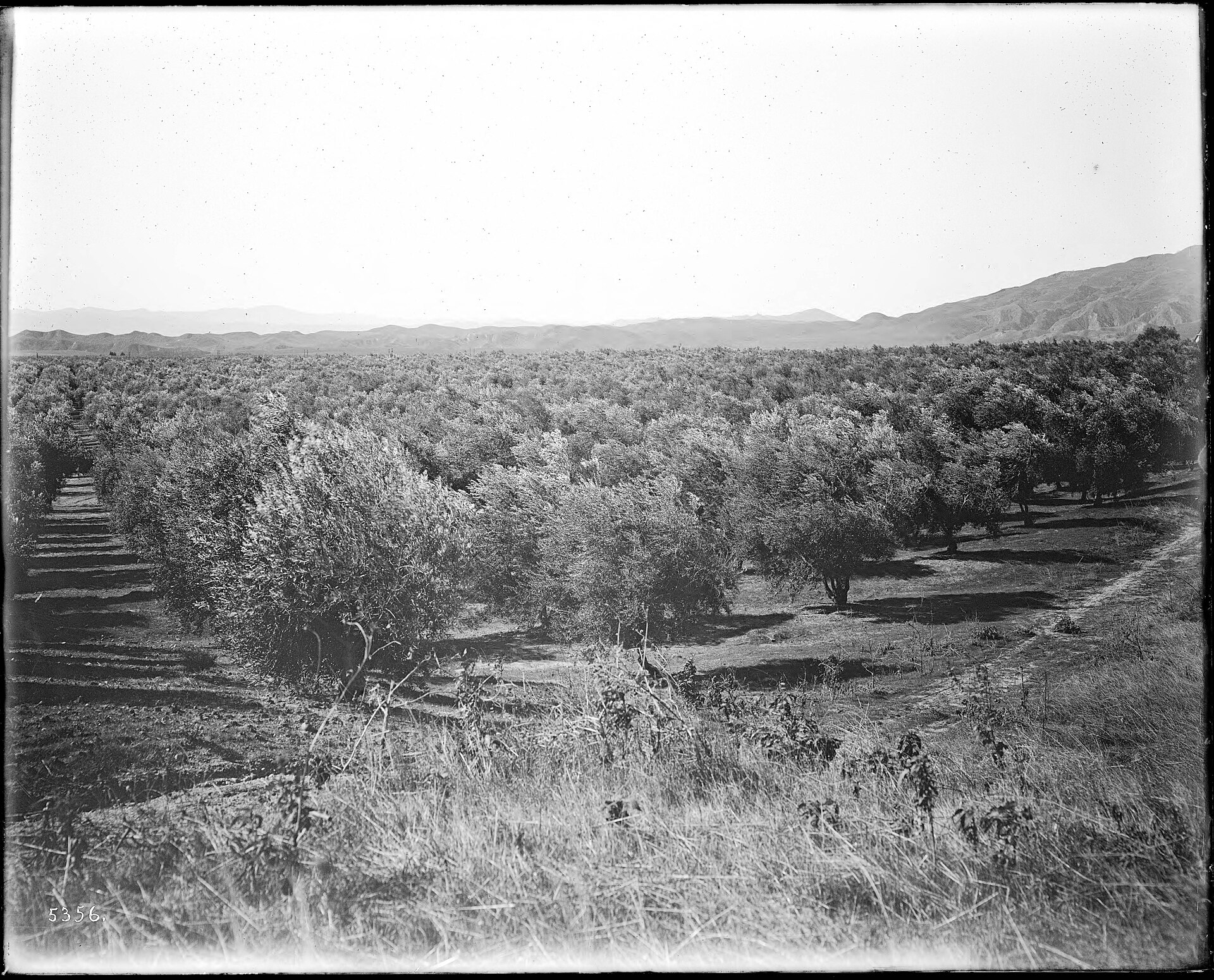 An olive grove, Los Angeles, ca.1900 (CHS-5356), Los Angeles