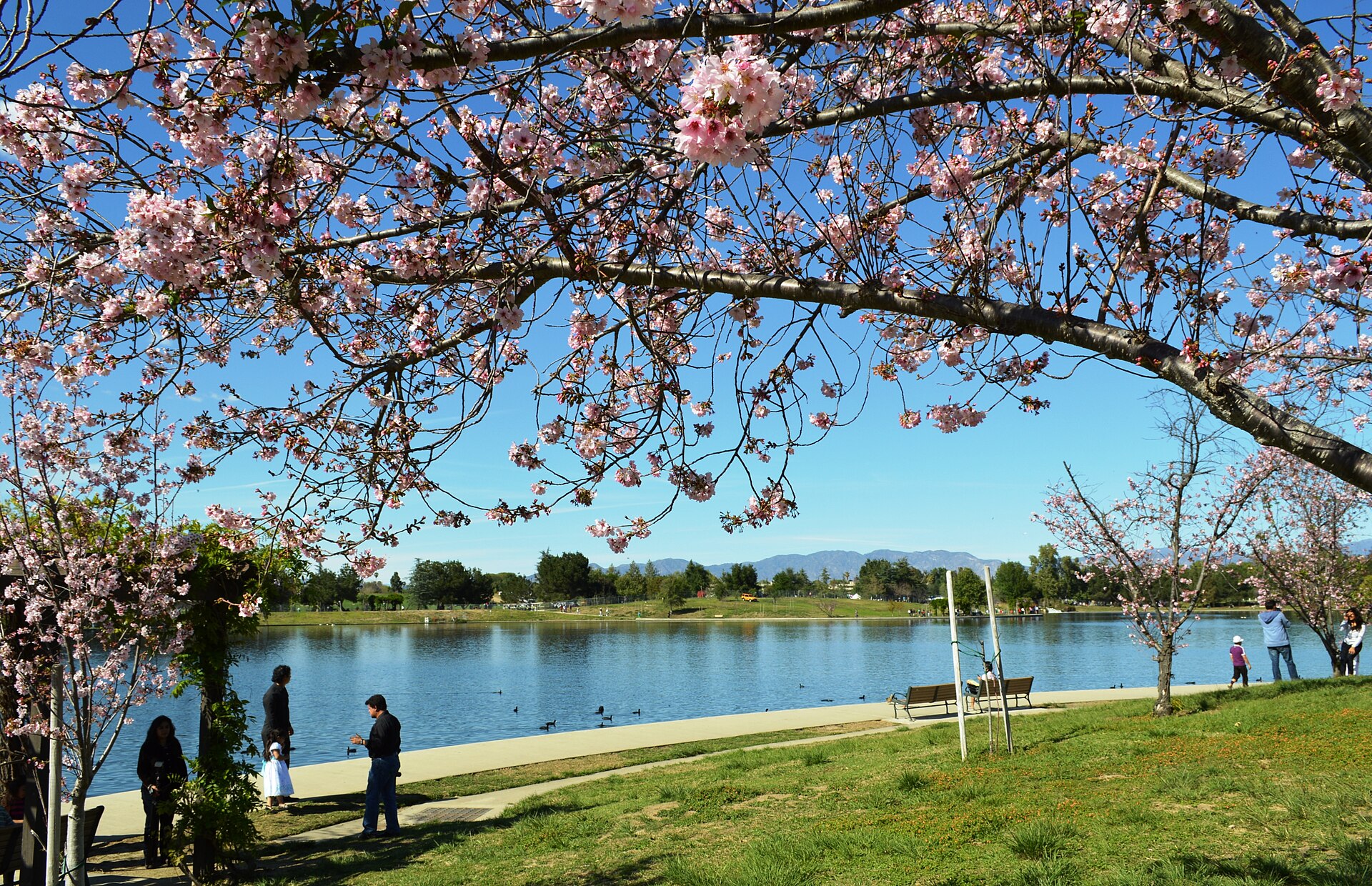 Cherry blossoms Lake Balboa (20140330-0344), Los Angeles